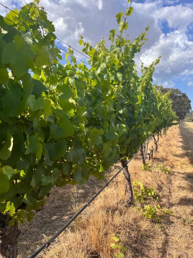 Island Brook Estate Vineyard And Chalets Yelverton Buitenkant foto